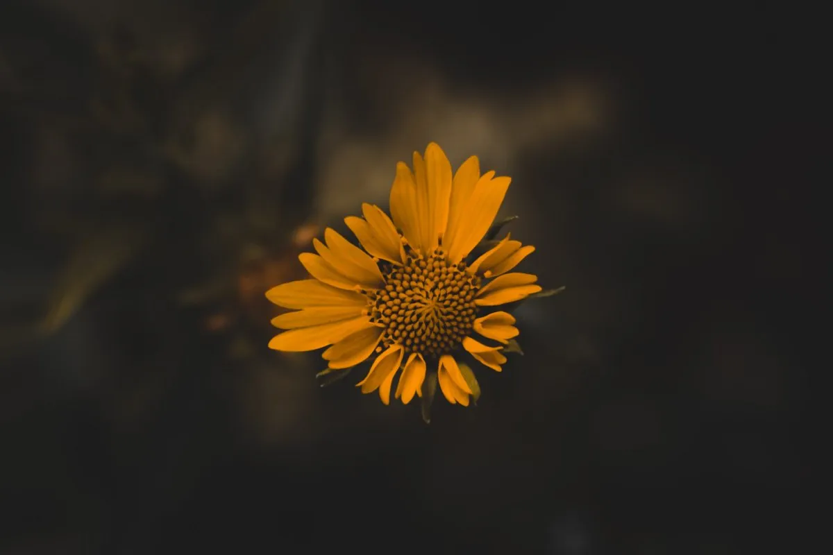 Closeup of a Corn Marigold yellow flower blooming in Mauritius