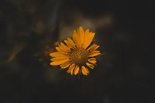Corn marigold Yellow flower