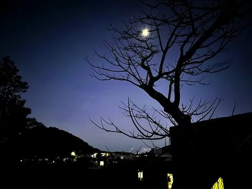 Tree silhouette under moon