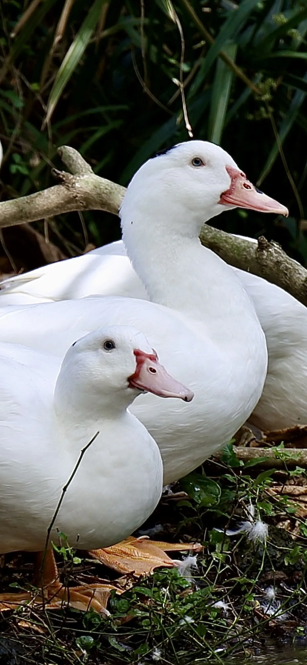 Closeup view of a white duck family with pink beaks in Mauritius