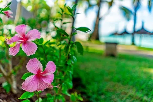 Pink Hibiscus flowers of Mauritius
