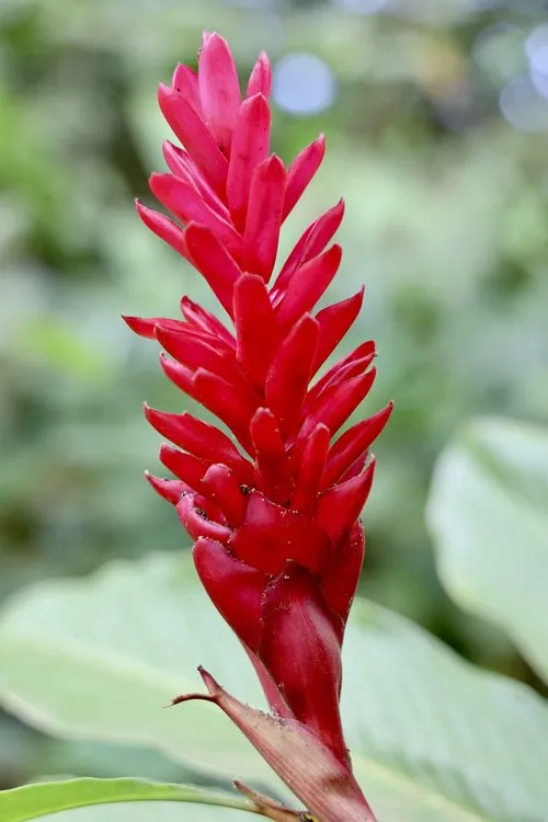Closeup of Red ginger flower
