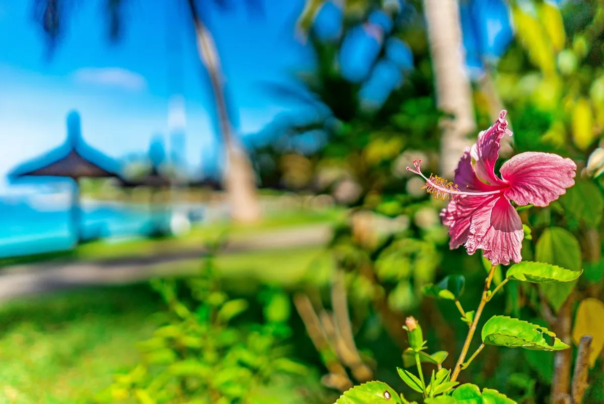 Pink hibiscus flowers with green leaves on a beach at Constance Belle Mare Hotel in Mauritius