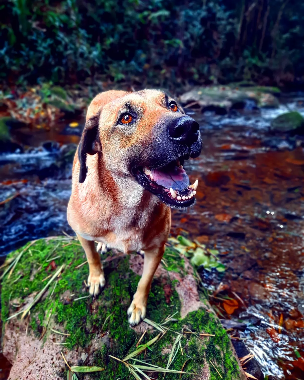 Brown dog posing on a rock beside a river in nature in Mauritius