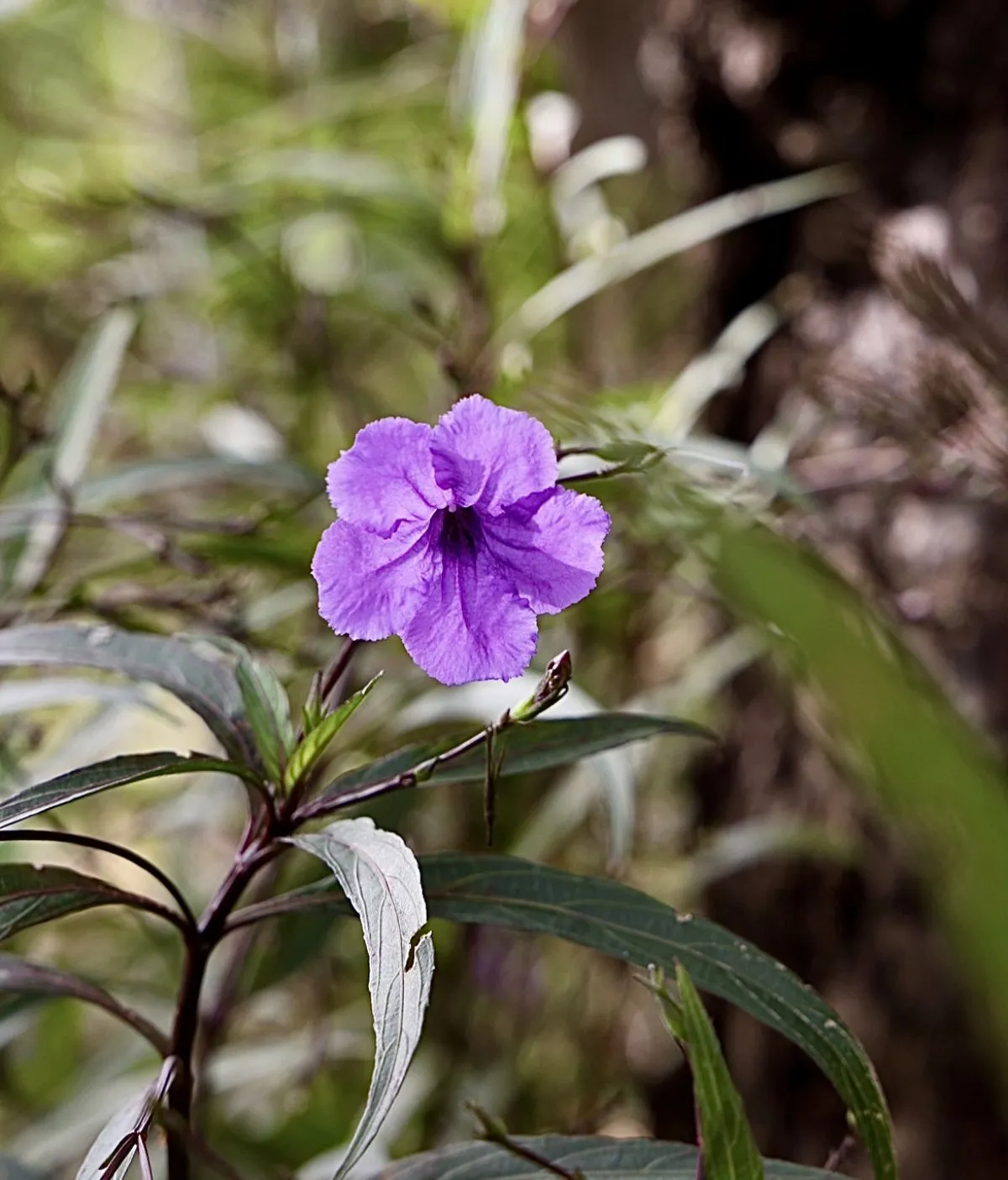 Purple petunia flower blooming with dark green leaves in Mauritius