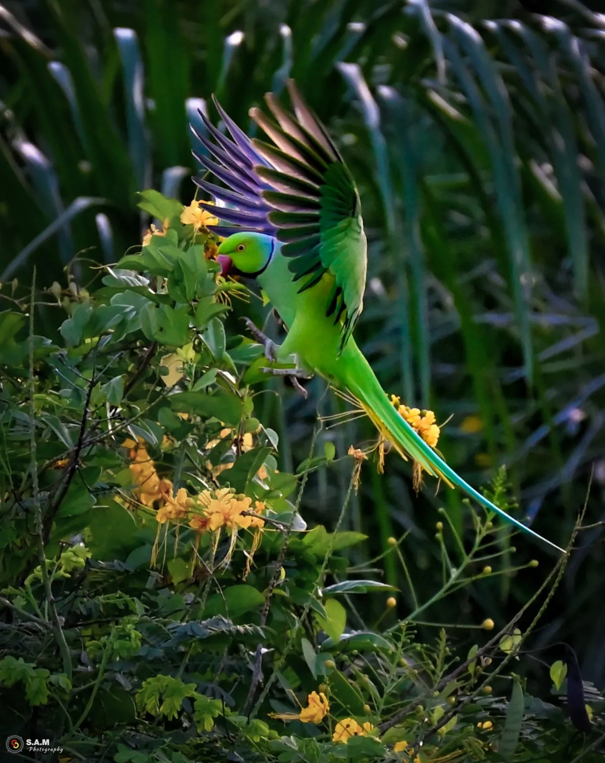 Green ring-necked parakeet flying over plants in Mauritius with vivid feathers and pink beak