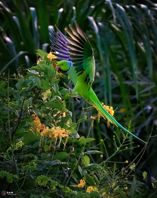 Green parakeet bird flying and feeding