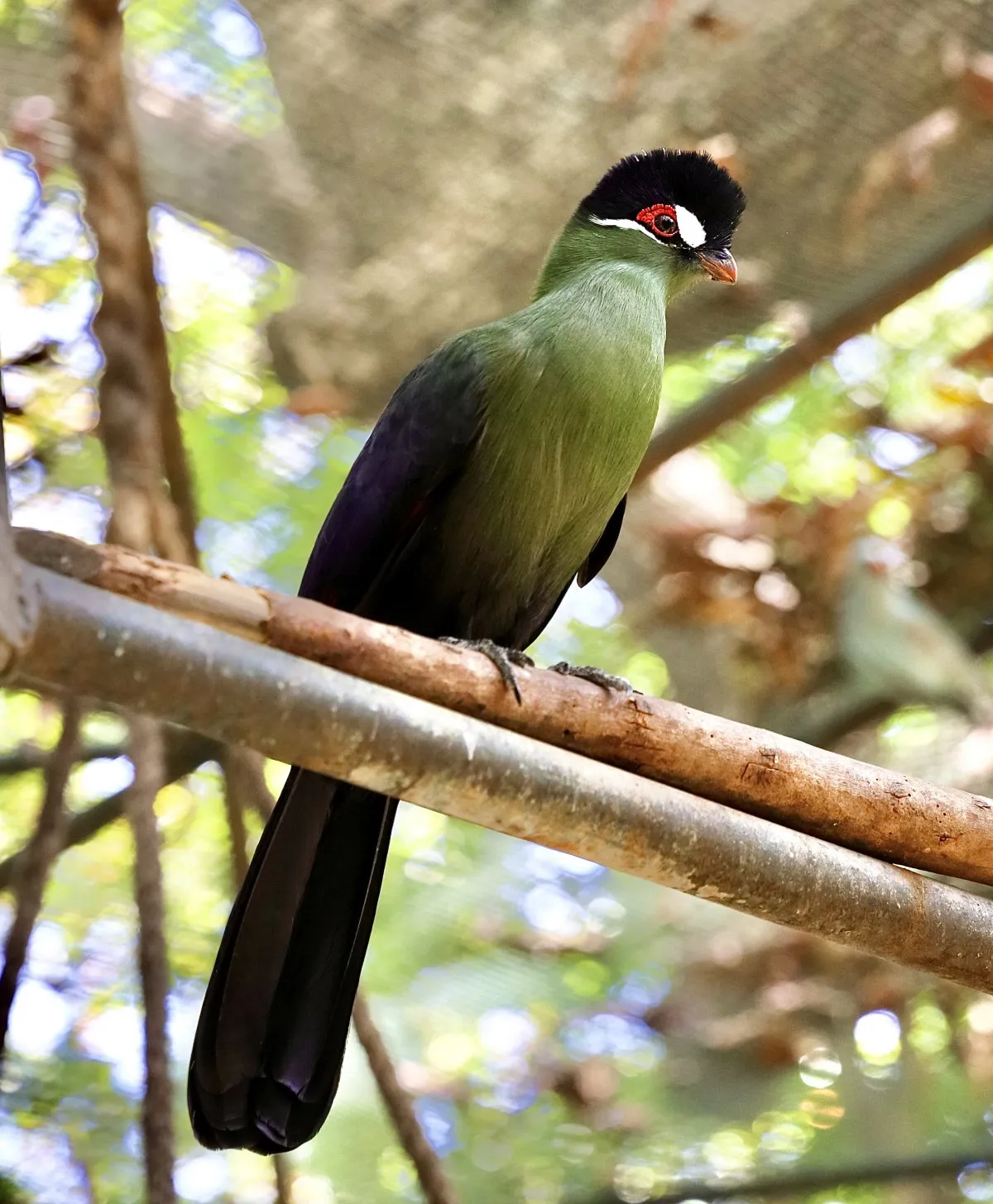 Green turaco bird with black crown and red around eye perched in Mauritius