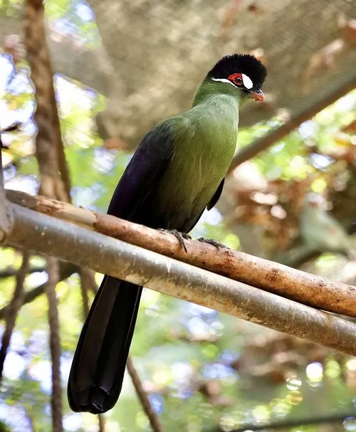 Green turaco bird with black crown