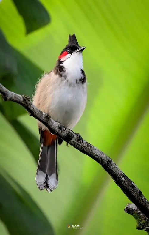 Closeup of Bulbul bird in garden