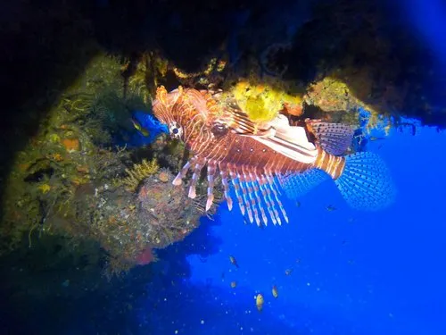 Lionfish grasped to a rock in deep blue sea