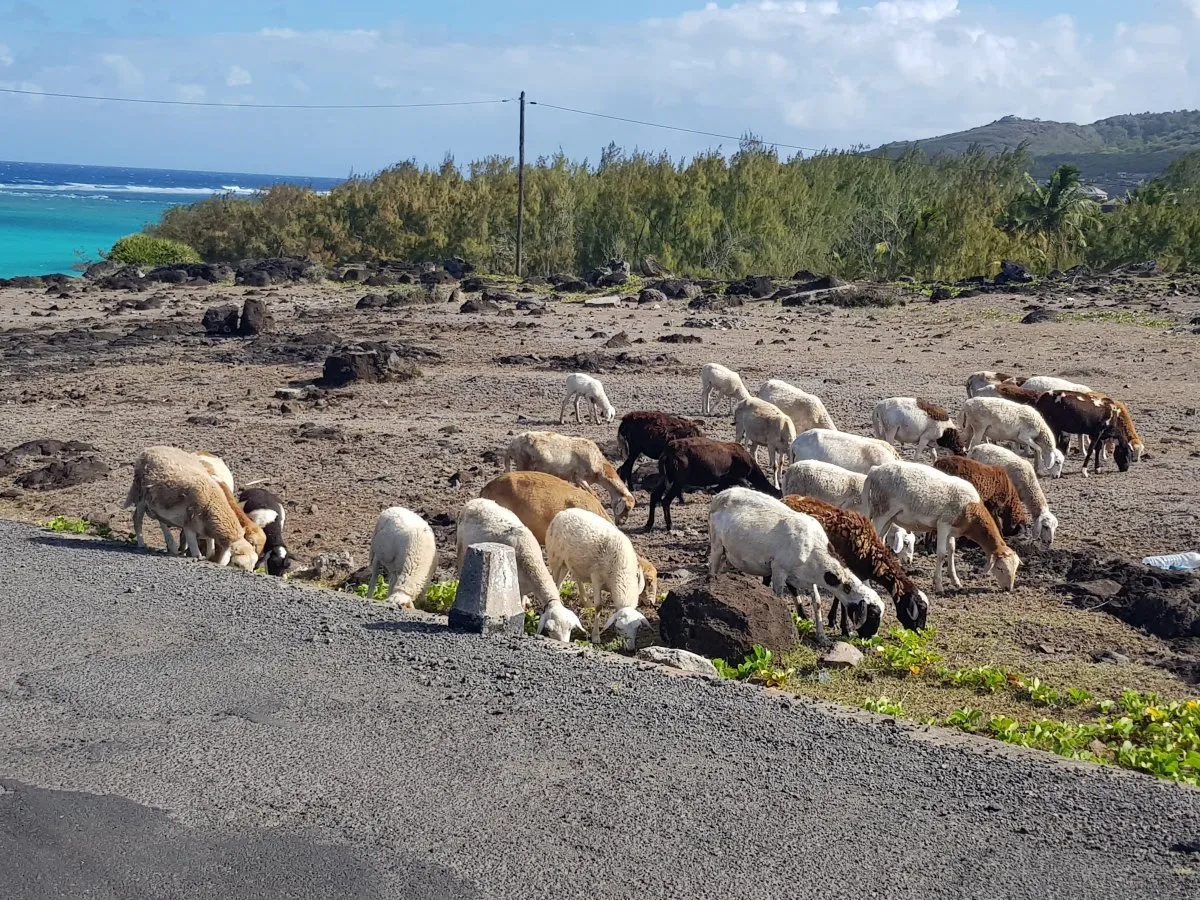 Brown and white goats grazing in an arid coastal area of Rodrigues, Mauritius