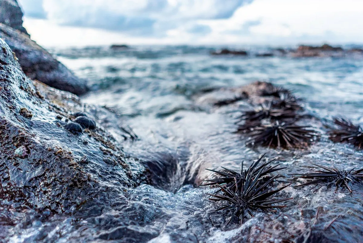 Black sea urchins on mossy rocks with ocean waves at Albion beach in Mauritius