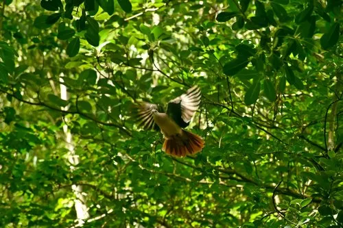 Pink Pigeon flying in nature