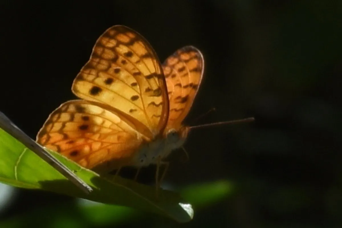 Orange translucent butterfly resting on a leaf in Mauritius before taking flight