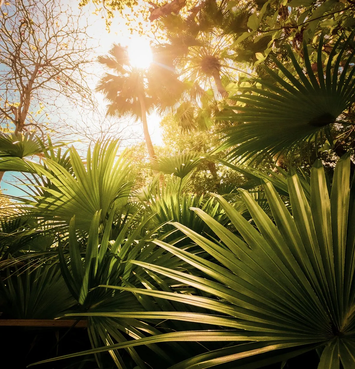Sunlight shining through large green palm trees in Mauritius with clear sky