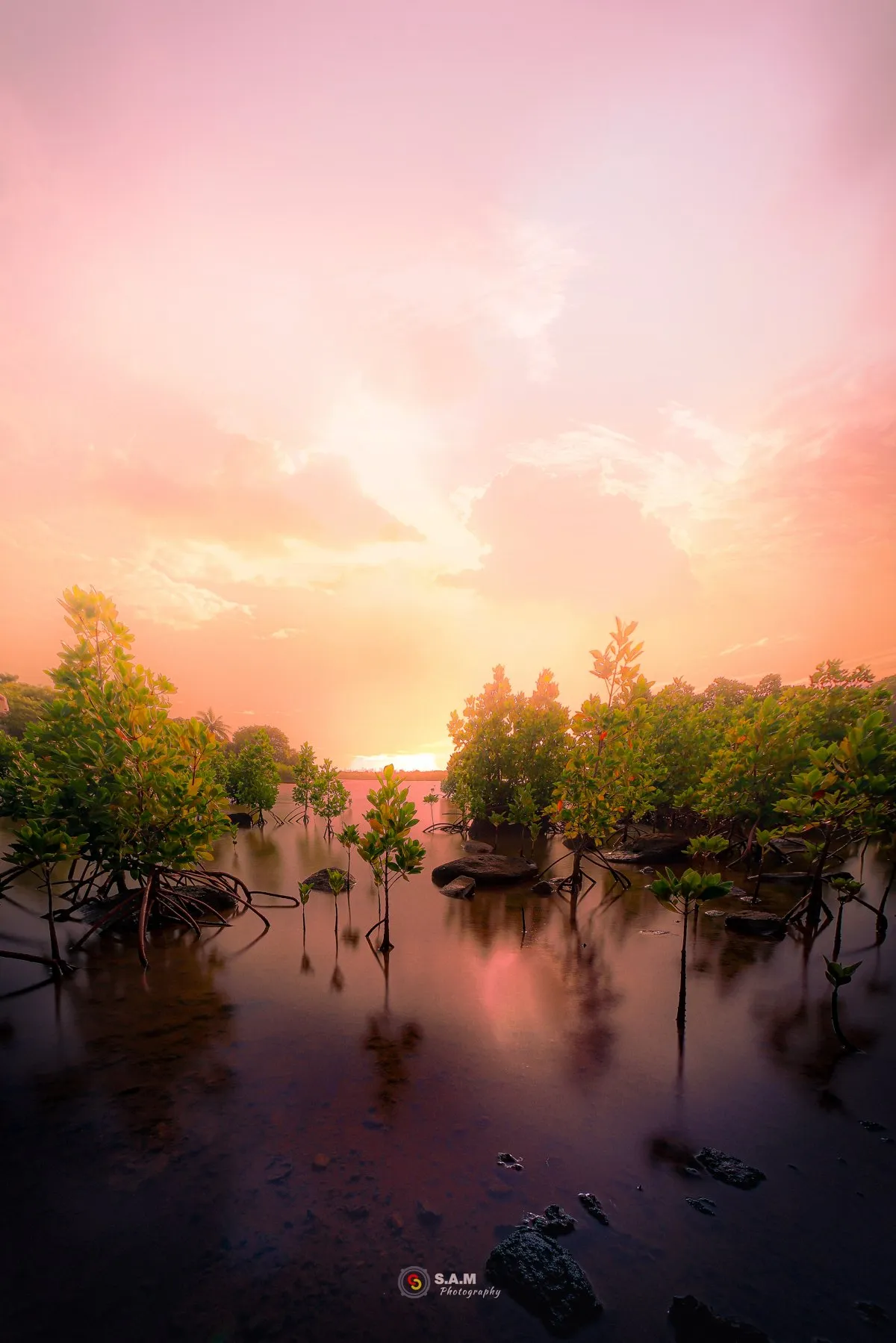 Pink sunset sky over mangrove plants at Riviere Noire lagoon in Mauritius