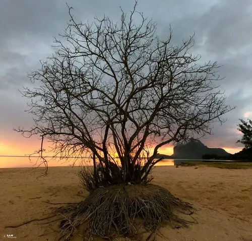 Famous uprooted & leafless tree of La Prairie beach