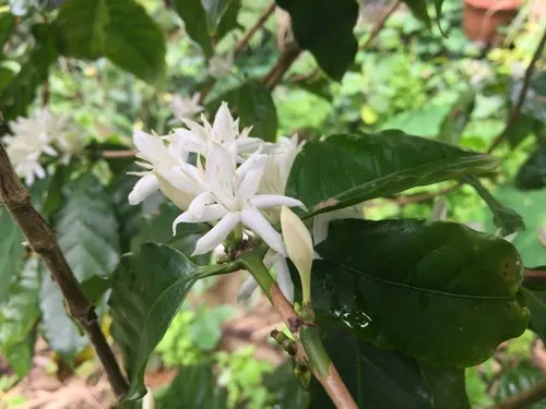 White Coffee flower closeup