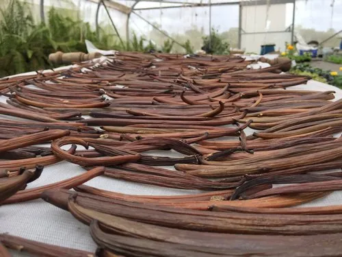 Vanilla drying in a greenhouse