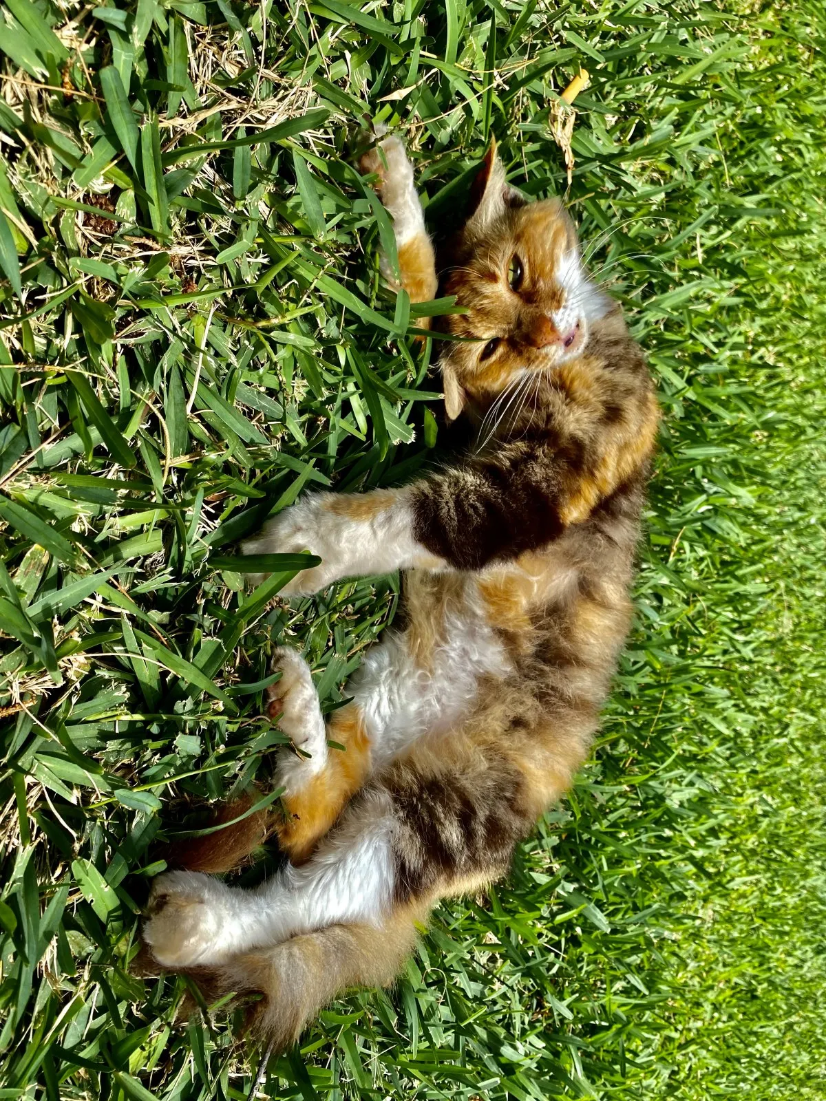 Cat posing and relaxing in the grass on a sunny day in Mauritius