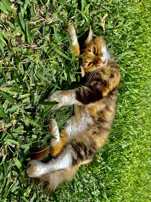 Cat posing in a weird way in the grass
