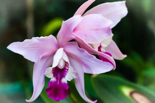Cattleya orchid pink flower close up
