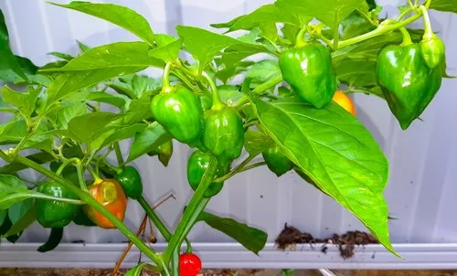 Close up of Chilis tree