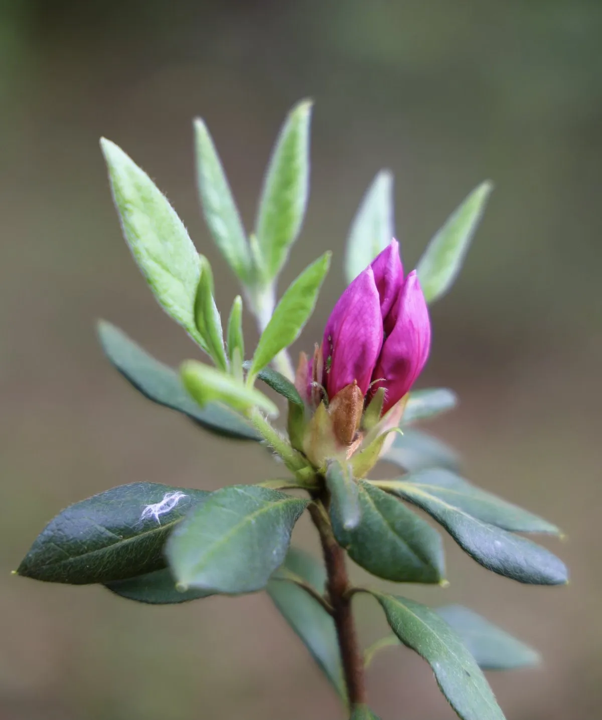 Closeup of a dark pink flower bud in Sir Seewoosagur Ramgoolam Botanical Garden, Mauritius