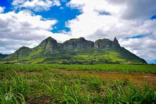 Pieter Both Mountain with sugar canes