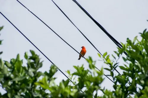 Red Fody on electric lines