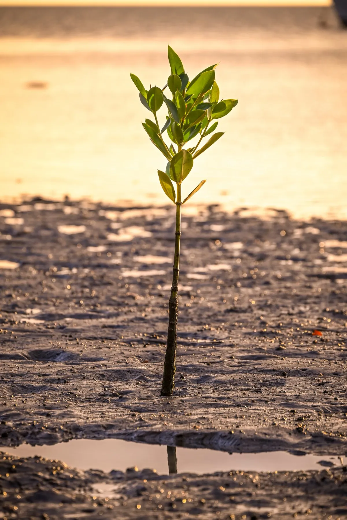 Solitary mangrove plant on La Gaulette beach in Mauritius during low tide
