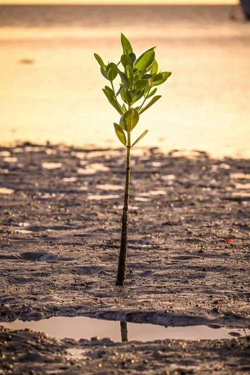 Mangrove plant at La Gaulette