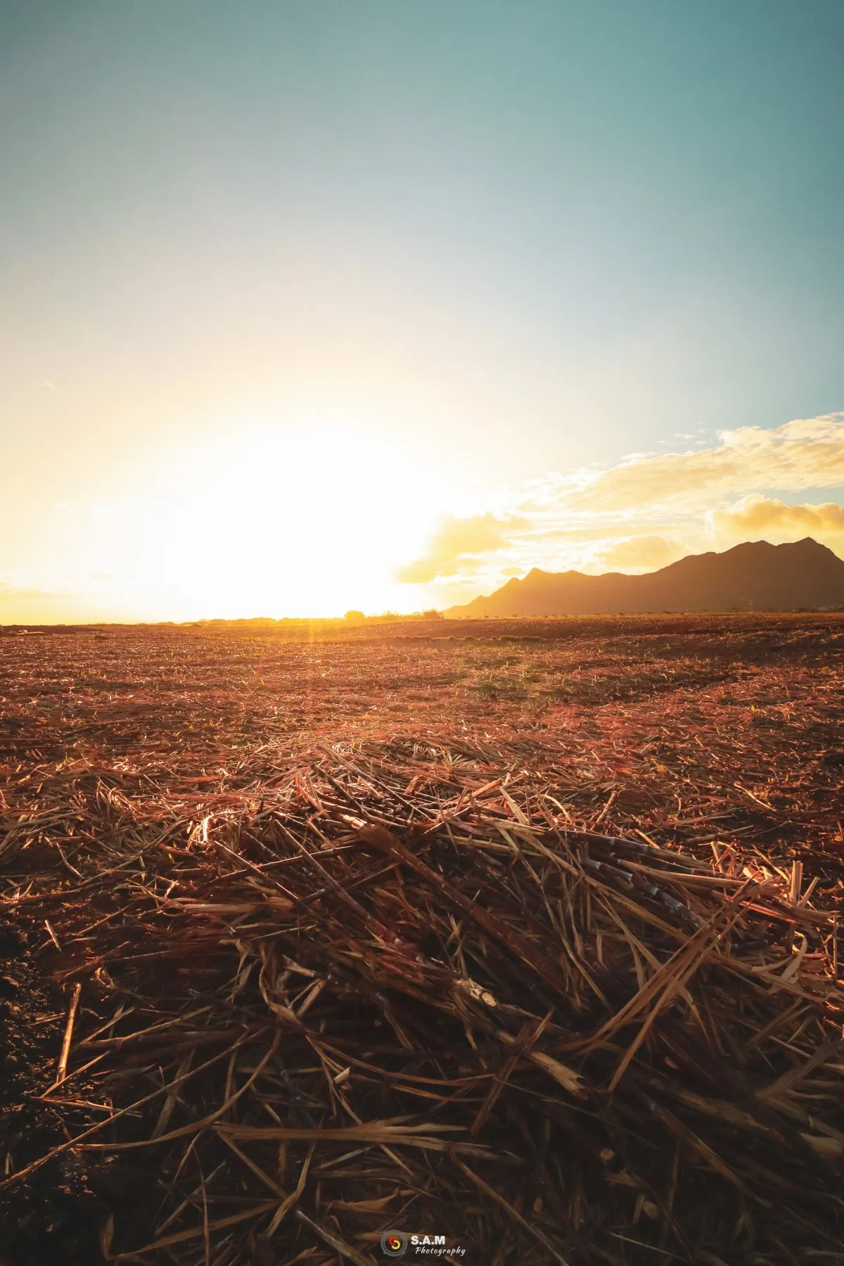 Post-harvest sugar cane field at Cote d'Or village with sunset and mountains in Mauritius