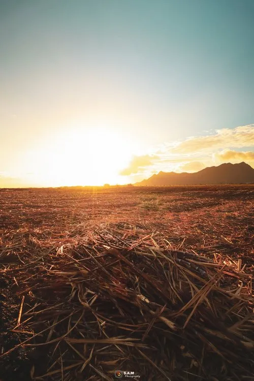 Sugar cane field after harvest at Cote d'or village