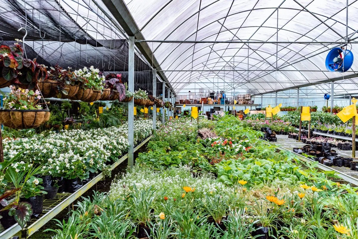Wide greenhouse nursery full of plants and flowers at Vaneron Garden Center in Mauritius