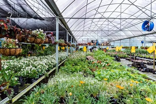Wide Greenhouse nursery in Mauritius
