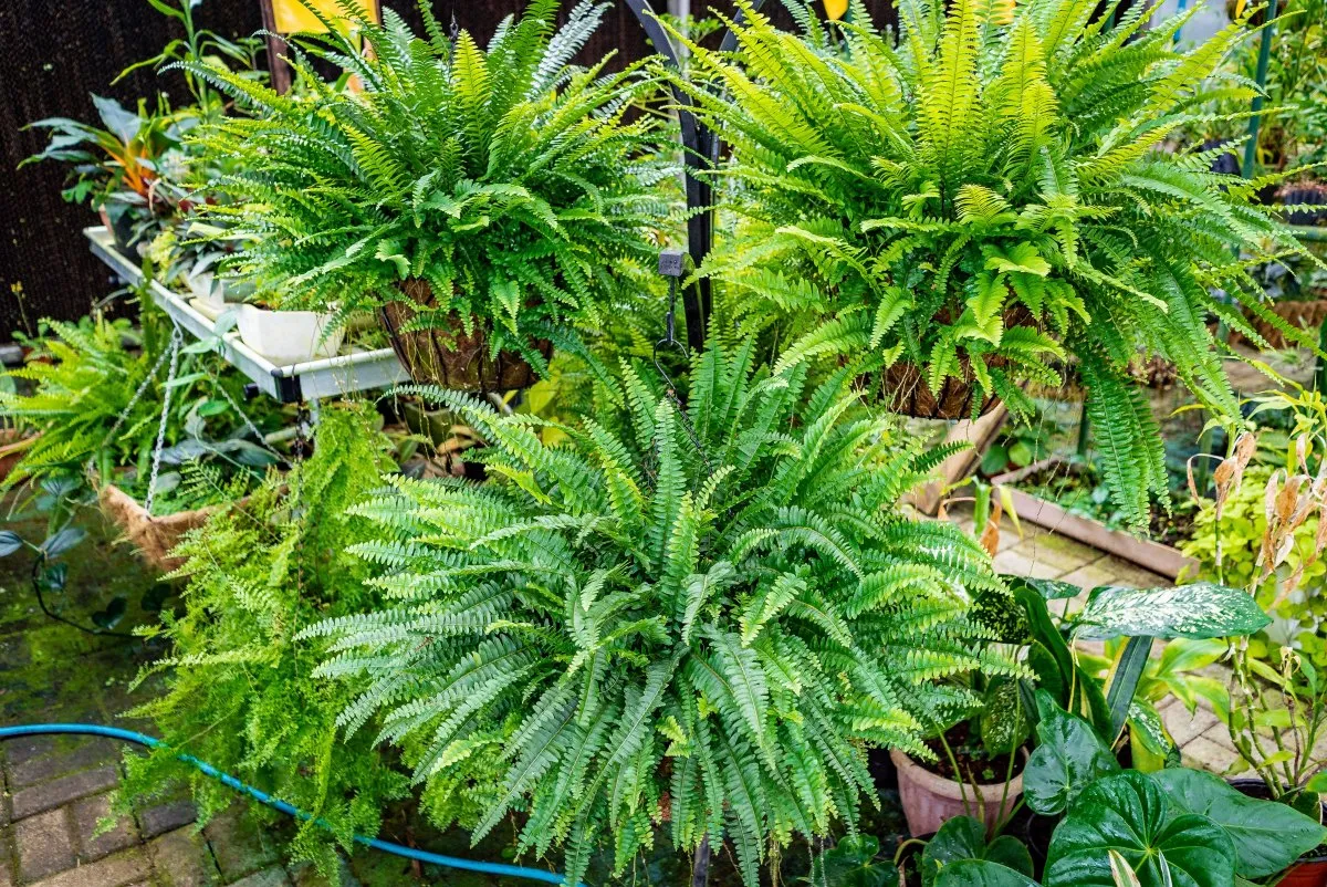Natural tuft of green ferns in pots at Vaneron Garden Center, Mauritius