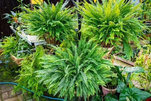 Natural tuft of Mauritius Green Ferns plants for sale