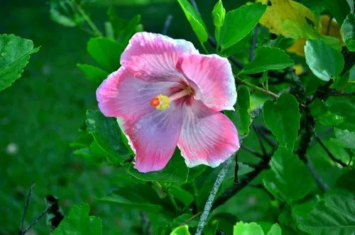 Pink hibiscus flower closeup at Andrea Lodge