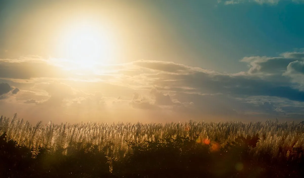 Sunset glowing over sugarcane flowers in Mauritius with warm sky hues