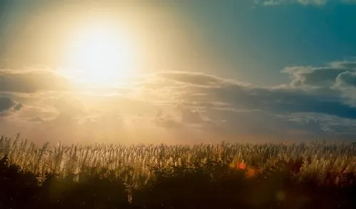 Sunset over Sugar cane flowers
