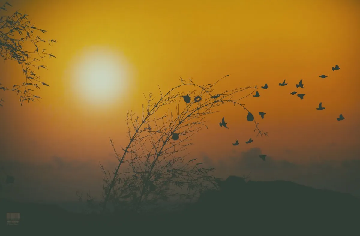 Silhouette of flying birds and plants at sunset in Mauritius