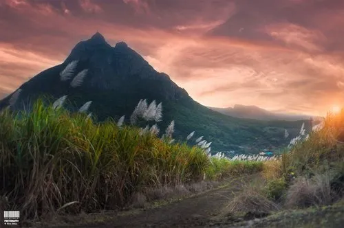 Sugar cane pathway to Pieter Both mountain