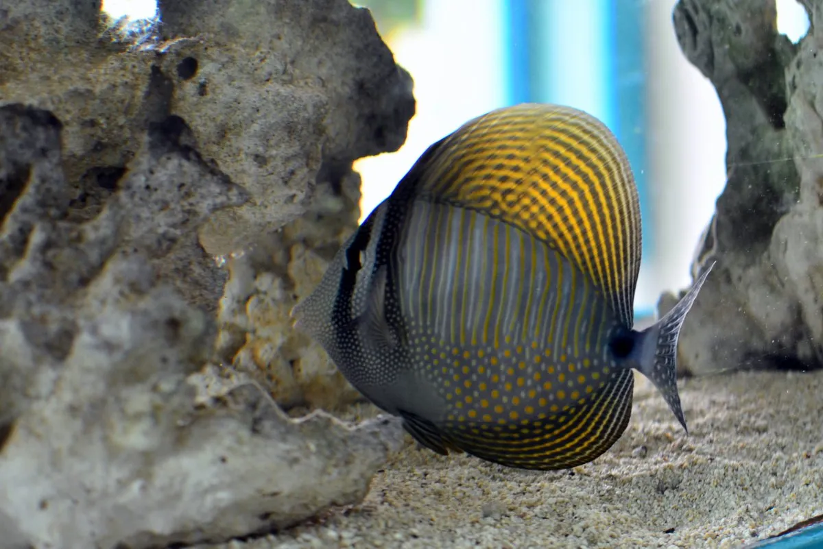 Stripped angelfish with yellow dorsal fins swimming near corals in Aquarium of Mauritius