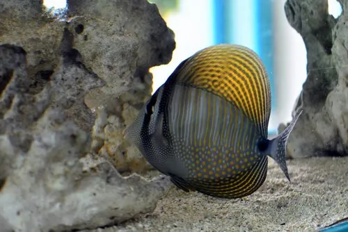 Stripped Angelfish at Aquarium of Mauritius