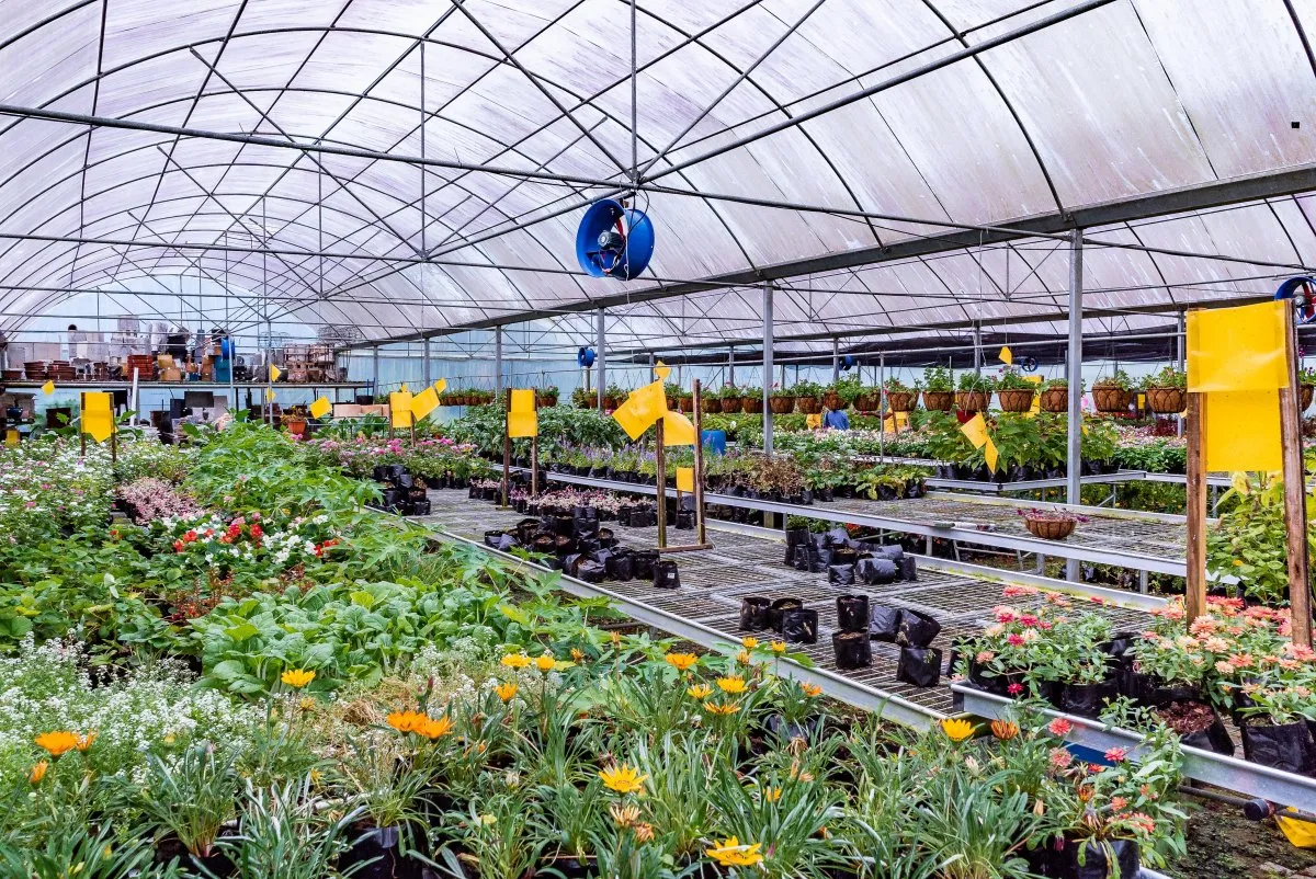 Spacious greenhouse with various green plants at Vaneron Garden Center in Mauritius