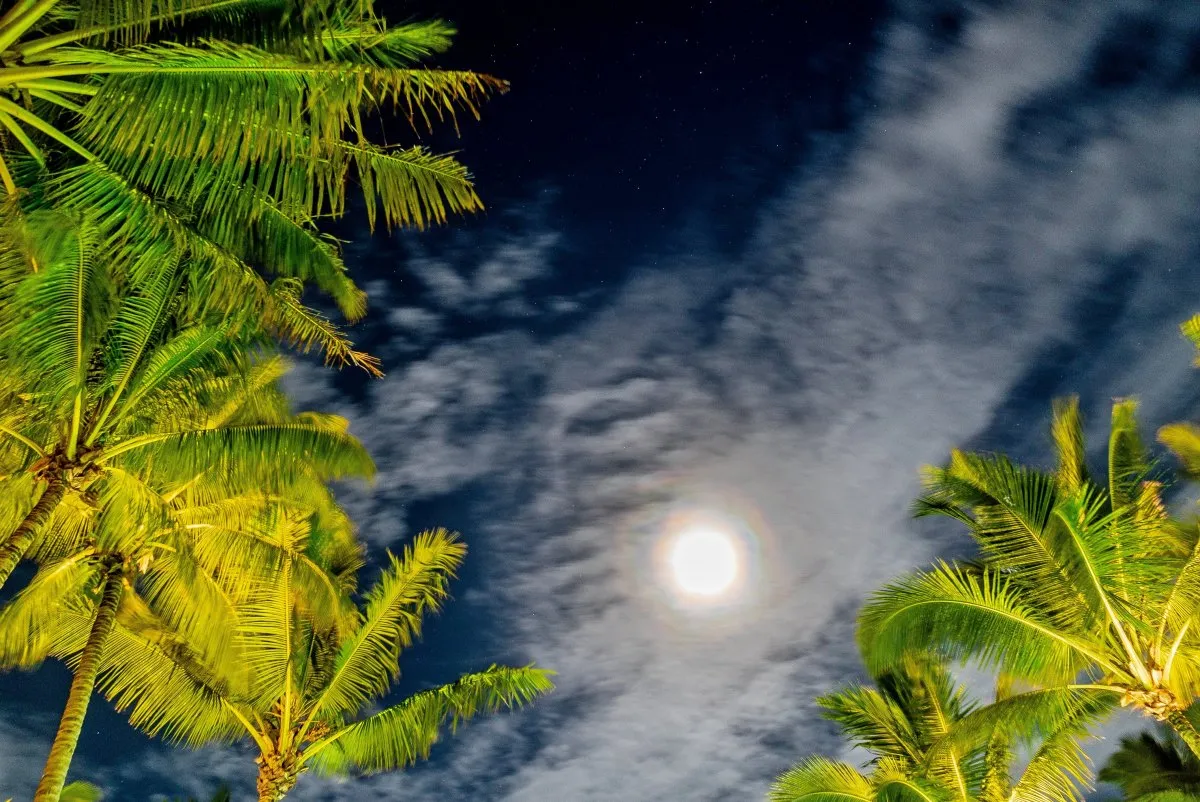 Full moon glowing behind clouds and coconut palm trees at night in Mauritius