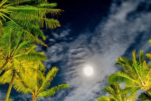 Full Moon behind clouds & between palm trees in Mauritius
