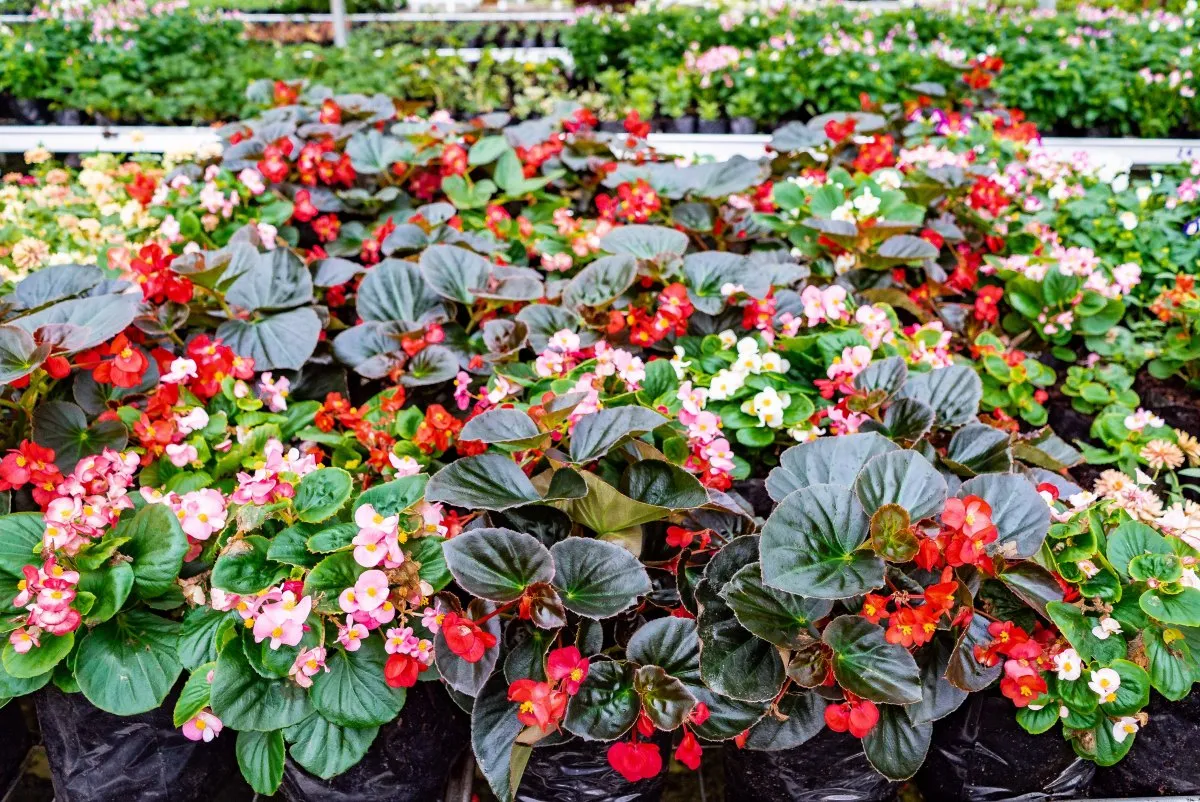 Red and pink begonia flowers blooming at a garden center in Mauritius